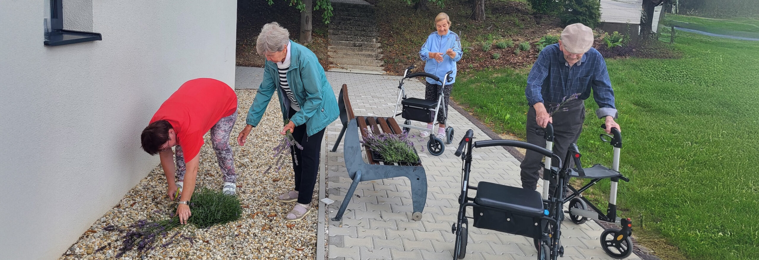 Starí ľudia zbierajúci levanduľu